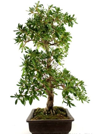 Rhododendron shinsen - Azalea bonsai alapanyag