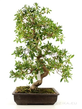 Rhododendron indicum 'Shinsen' - Azalea bonsai alapanyag