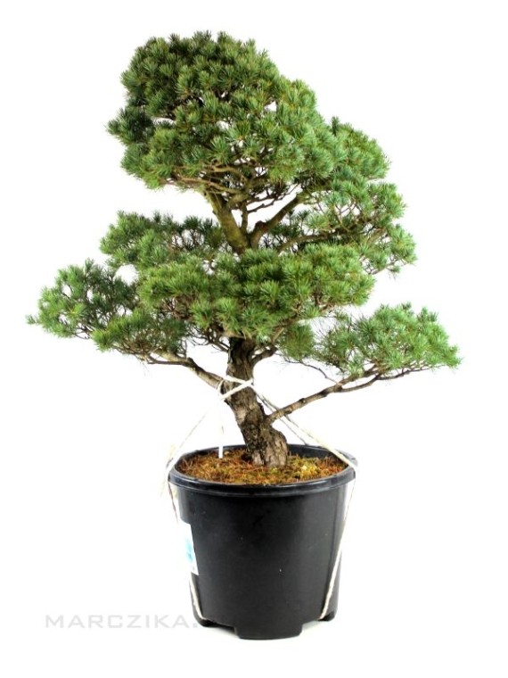 Pinus parviflora - White pine niwaki 09