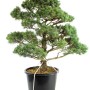 Pinus parviflora - Fehérfenyő niwaki 09