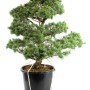 Pinus parviflora - White pine niwaki 09