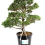 Pinus parviflora - Fehérfenyő niwaki 09