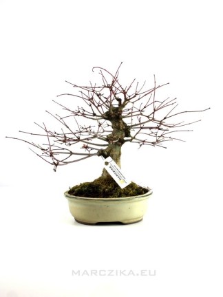 Acer palmatum - Japán juhar shohin bonsai