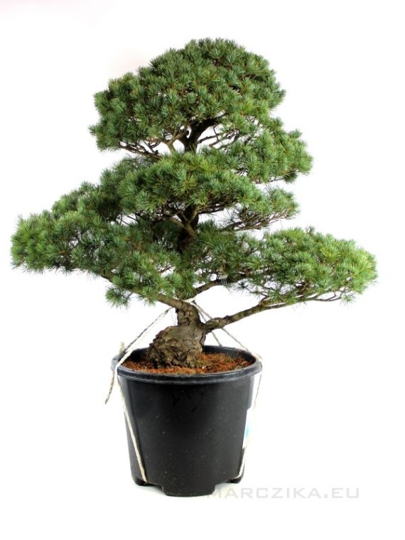 Pinus parviflora - White pine niwaki 010