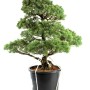 Pinus parviflora - Fehérfenyő niwaki 010