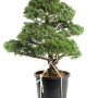 Pinus parviflora - White pine niwaki 010