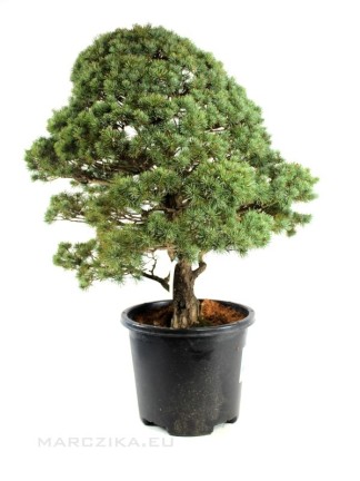 Pinus parviflora - Fehérfenyő niwaki 011