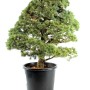PInus parviflora - White pine niwaki 011