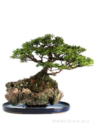 Picea jezoensis Saikei bonsai composition with Suiban pot