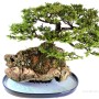 Picea jezoensis Saikei bonsai kompozíció Suiban tállal 
