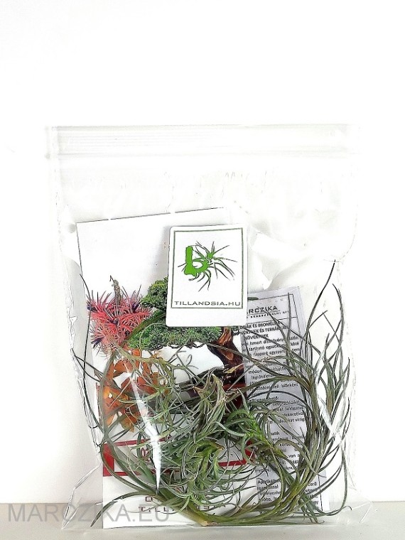 Ephiphyte pack 04. - 6pcs with tillandsia