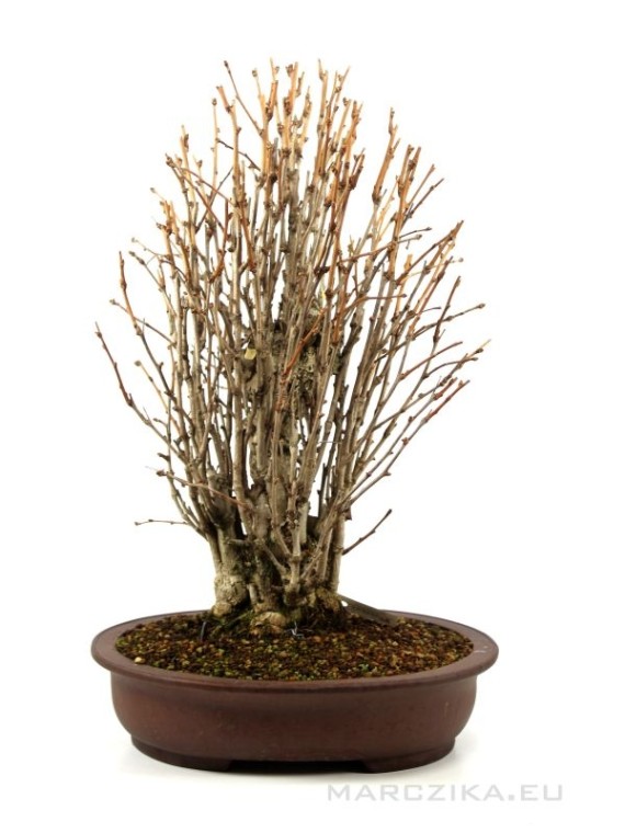 Ginkgo biloba bonsai in antifreeze pot - Maidenhair Tree