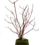 Cornus sericea - Selymes som Keizan bonsai tálban
