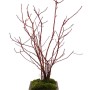 Cornus sericea - Red-osier dogwood in Keizan bonsai pot