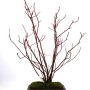Cornus sericea - Selymes som Keizan bonsai tálban