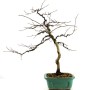 Diospyros kaki - Datolyaszilva bonsai