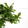 Diospyros rhombifolia - Diamond-leaf persimmon