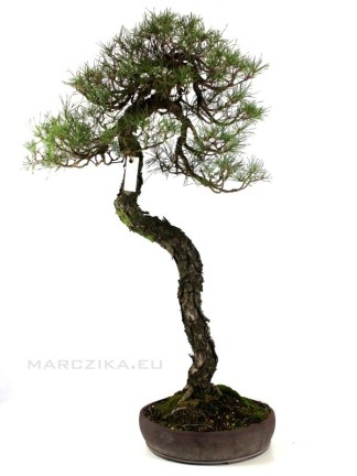 Pinus sylvestris - Erdeifenyő bunjin stílusban kézzel készült bonsai tálban 