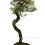 Pinus sylvestris - Scots pine in bunjin style with handmade bonsai pot