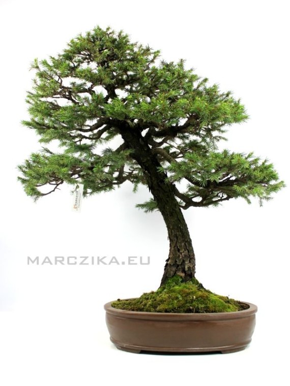 Picea jezoensis - Lucfenyő prémium bonsai