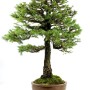 Picea jezoensis - Lucfenyő prémium bonsai