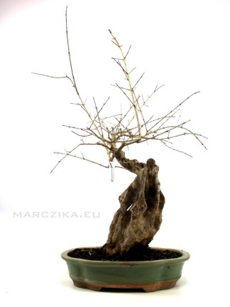 Punica granatum - Gránátalma bonsai