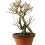 Punica granatum - Gránátalma bonsai alapanyag