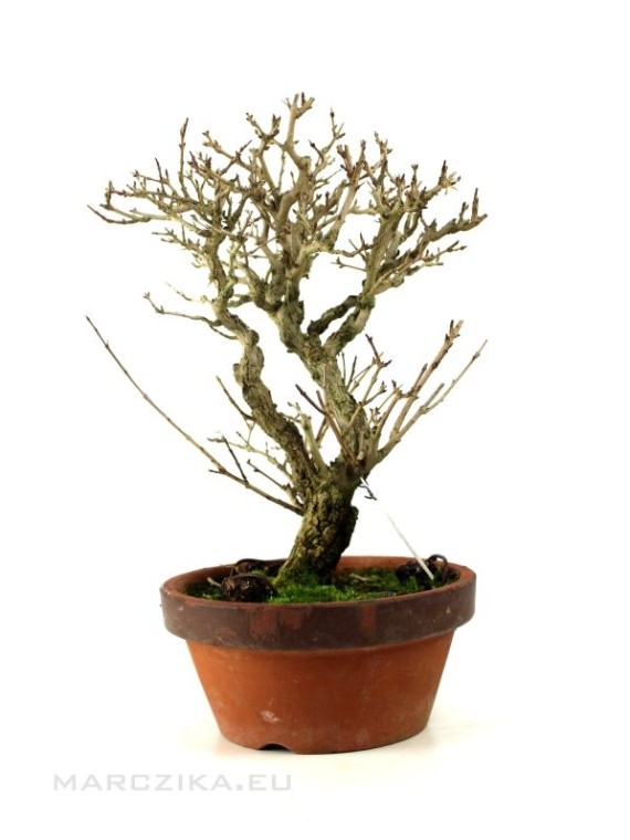 Punica granatum - Gránátalma bonsai alapanyag