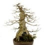 Acer buergerianum premium bonsai in 'Sekijoju' style with Selaginella