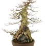 Acer buergerianum premium bonsai in 'Sekijoju' style with Selaginella