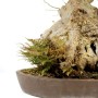 Acer buergerianum prémium bonsai Sekijoju stílusban Selaginellával