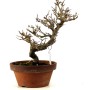 Punica granatum - Gránátalma bonsai előanyag 