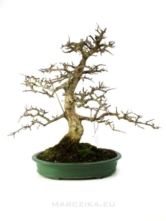 Fraxinus griffithii - Himalayan ash bonsai