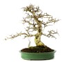 Fraxinus griffithii - Himalájai kőris bonsai