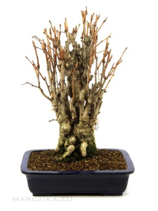 Ginkgo biloba - Páfrányfenyő bonsai