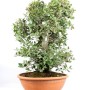 Quercus ilex - Holm oak raw material bonsai