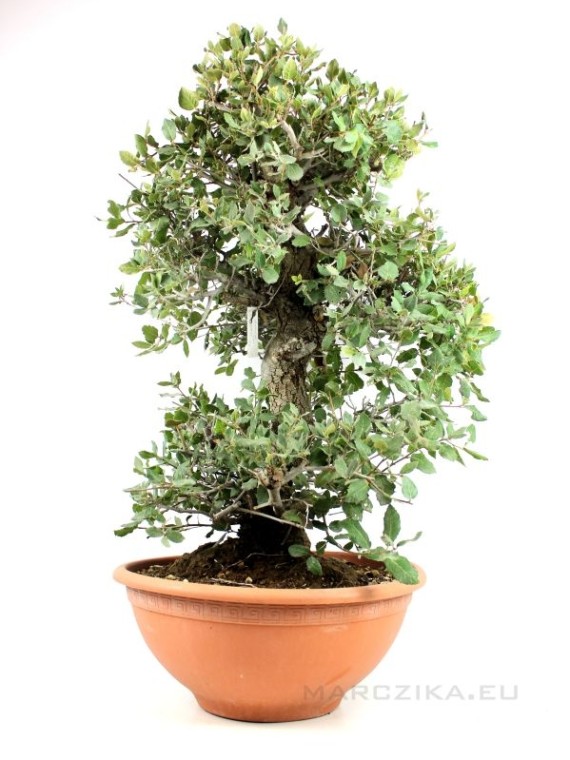 Quercus ilex - Holm oak raw material bonsai