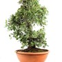 Quercus ilex - Magyaltölgy bonsai alapanyag