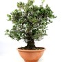 Quercus ilex - Holm oak pre-bonsai