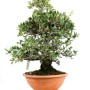 Quercus ilex - Holm oak pre-bonsai