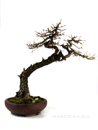 Larix decidua bonsai
