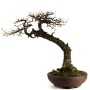 Larix decidua bonsai