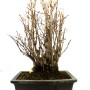 Ginkgo biloba - Páfrányfenyő bonsai 