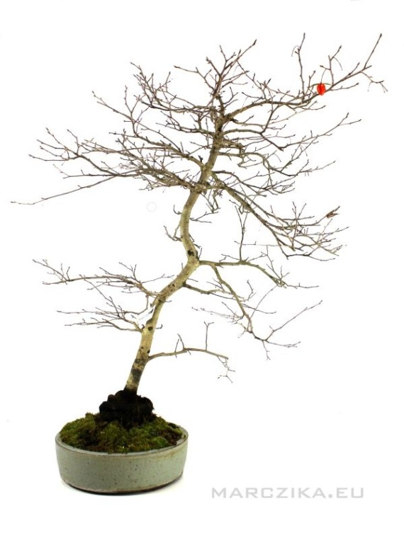 Diospyros kaki - Oriental persimmon bonsai