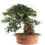 Phillyrea latiflia - Green olive bonsai