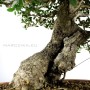Phillyrea latifolia - Széleslevelű olajfagyal bonsai