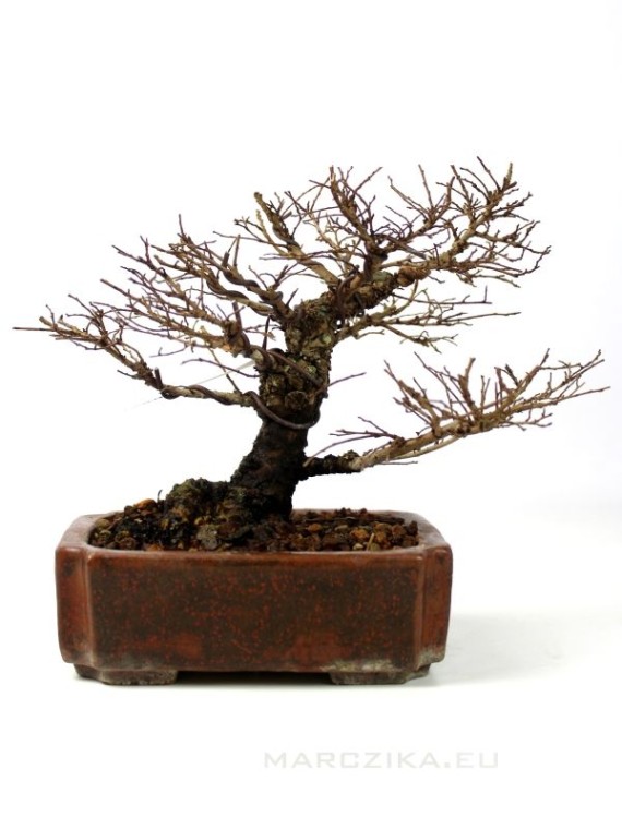 Ulmus parvifolia - Chinese elm bonsai
