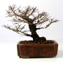 Ulmus parvifolia - Kínai szil bonsai
