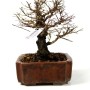 Ulmus parvifolia - Chinese elm bonsai