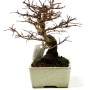 Ulmus parvifolia - Chinese elm shohin bonsai